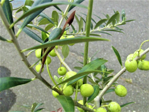 橄榄枝。自然的模式。图片下载