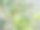 橄榄枝。自然的模式。图片下载