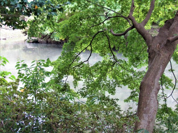 日本的大多数城镇都有这样美丽的小池塘。图片下载