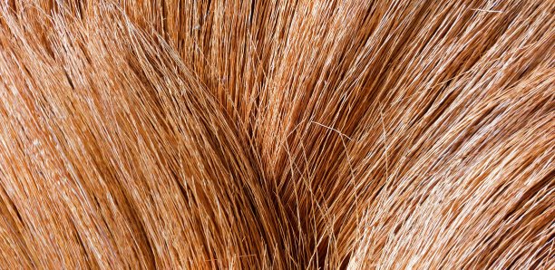 近处草扫帚图片下载