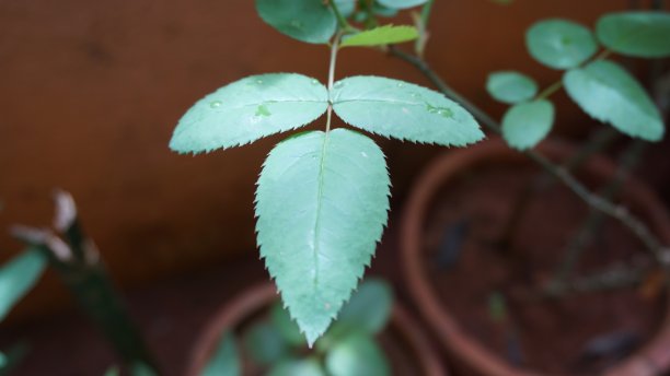 玫瑰叶子上图片下载