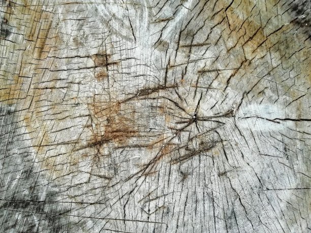 树皮、木材图片下载