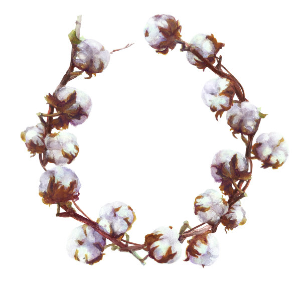 棉铃水彩树枝花环画。Handdrawn植物素材图片