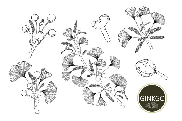 收集银杏叶图片下载