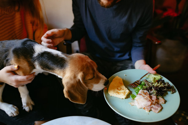 狗正试图从那个人的盘子里吃早餐图片下载