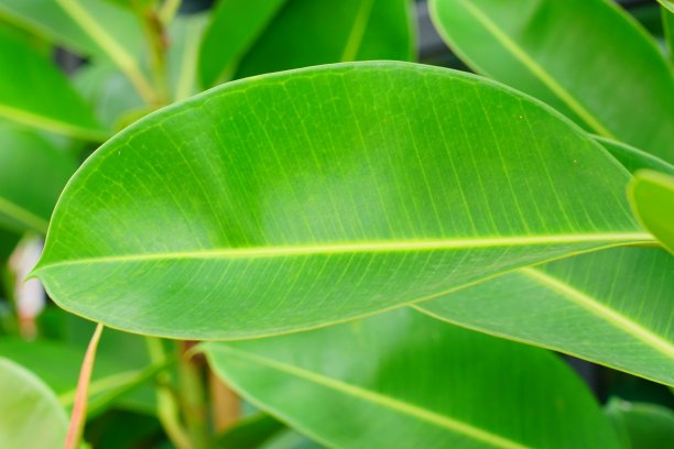 山竹长在树上图片下载