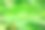 山竹长在树上图片下载