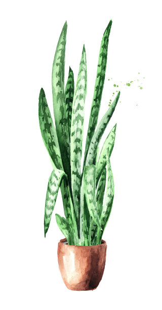 陶瓷花盆中的虎纹兰。室内，家居，室内植物。水彩手绘插图孤立的白色背景素材图片