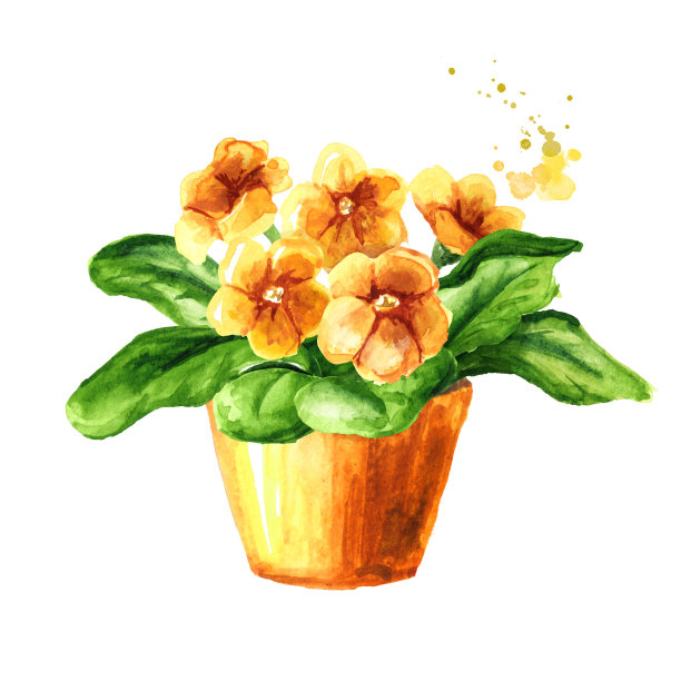 花盆里有黄色的花。室内，家里，室内植物。水彩手绘插图孤立的白色背景素材图片