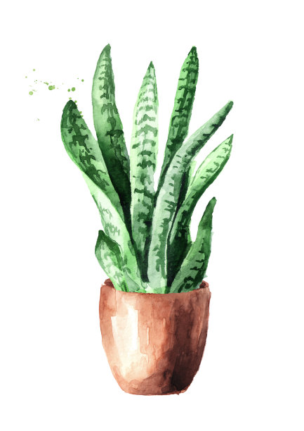 陶瓷花盆中的虎兰。室内家居植物。水彩手绘插图孤立的白色背景素材图片
