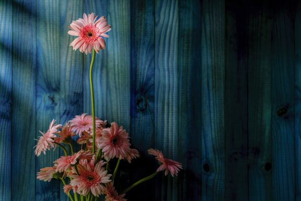 一束彩色的粉色非洲菊花在绿松石，绿色和蓝色的木制面板抽象背景下，与一朵花站得更高，从人群中脱颖而出。图片下载