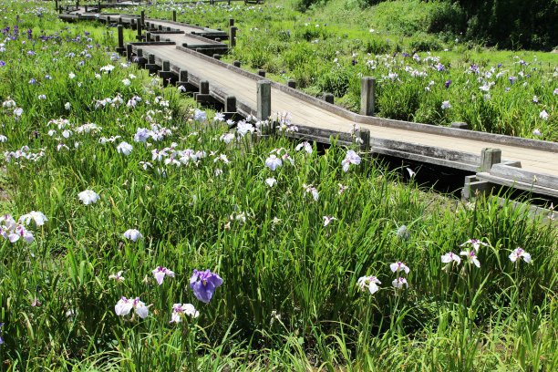 昭和森花坊花园图片下载