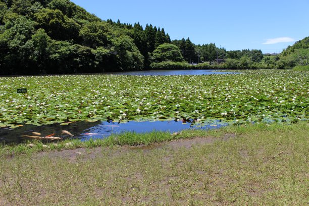：的“”图片下载