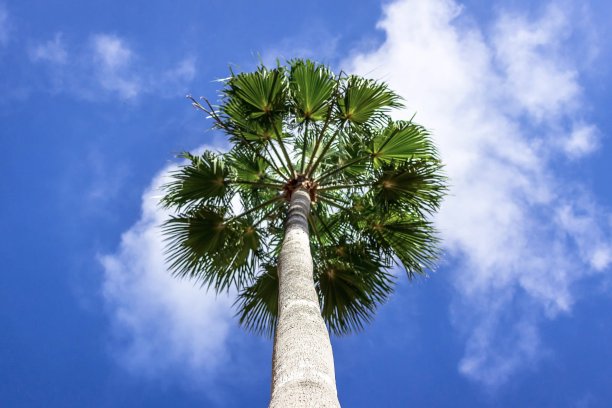 佛罗里达的天空图片下载