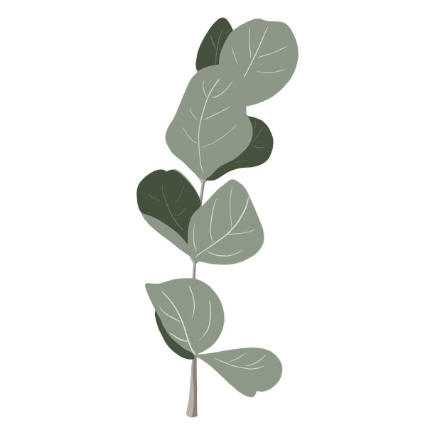 白色背景上的桉树枝。芳香疗法、草药治疗。图片下载