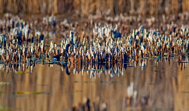 湿地。褐黄色湖泊生境背景。图片下载