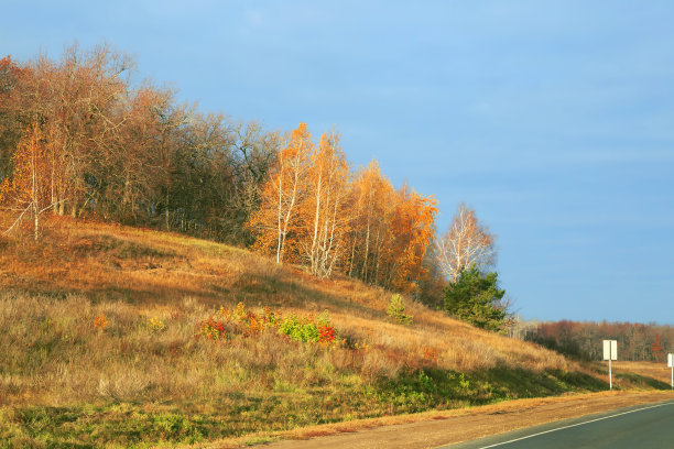 秋天的公园里景色绚丽多彩。林间的小路上，白桦树在金黄金黄的阳光下，在一个温暖的十月的早晨，映衬着阴霾的蓝天图片下载