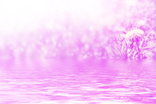 春天的花朵图片下载