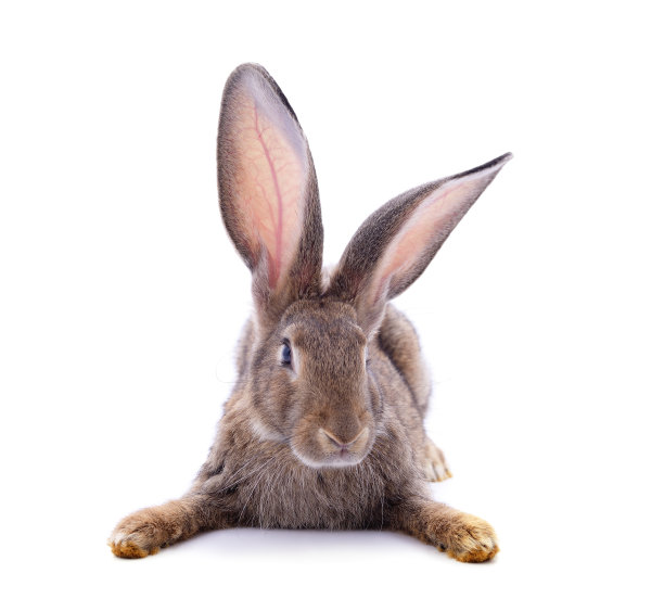 一个棕色的兔子。图片下载