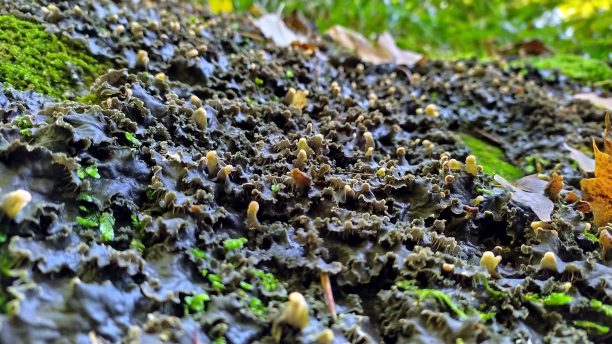 植物的森林图片下载