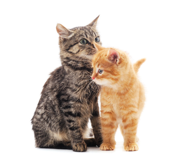 两个小小猫。图片下载