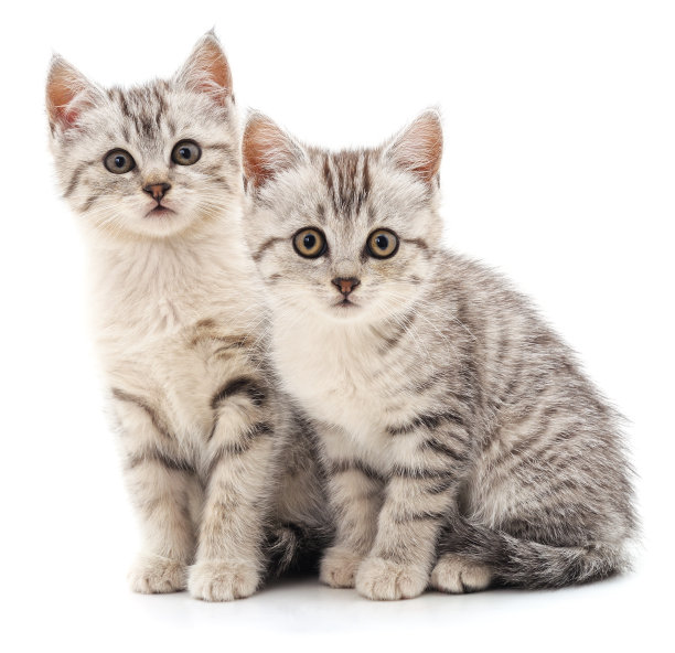 两个灰色的猫。图片下载