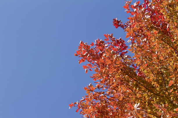 向上看秋天红色的枫叶与蓝色的天空背景图片下载