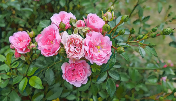 摄影艺术图片多汁的夏季花园玫瑰近距离图片下载