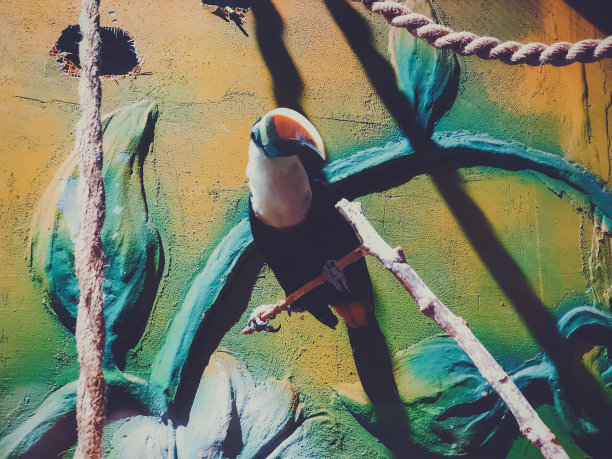 巨嘴鸟栖息在树枝上，来自美洲的彩色热带鸟类图片下载