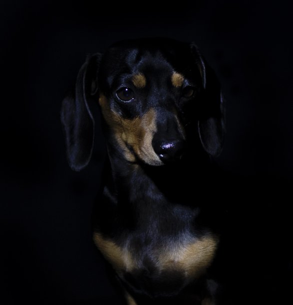 路易吉图片下载