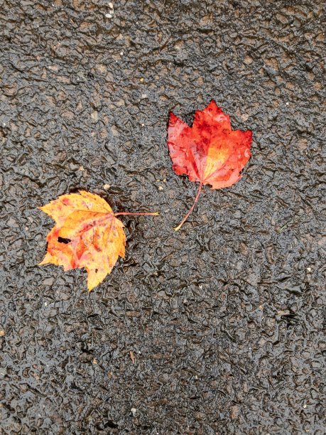 潮湿的充满活力的叶子在人行道上图片下载