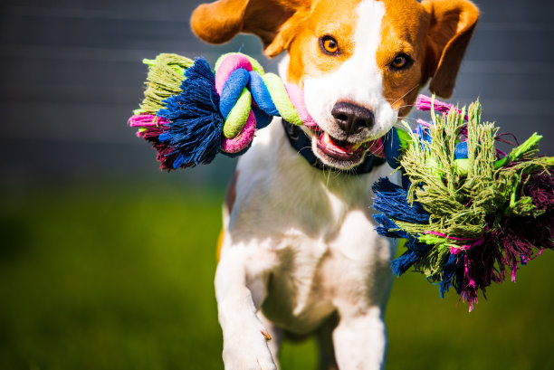 比格尔犬带着玩具在户外疯狂地对着摄像机跳来跳去图片下载