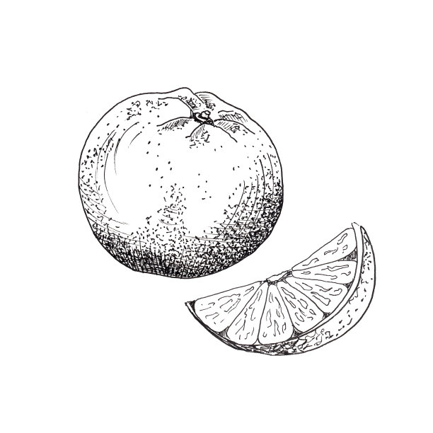 素描橙色。单个手绘橙色切片，孤立在白色背景上图片下载