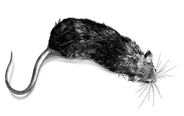 鼠标爬行俯视图图片下载