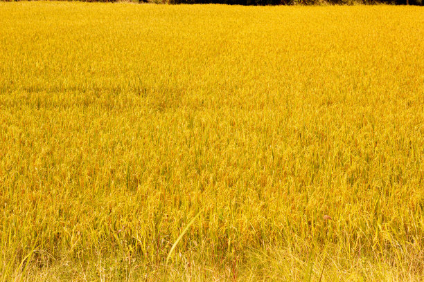稻田里是成熟的黄色。图片下载