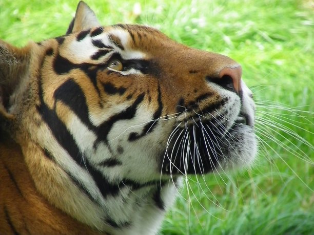 孟加拉虎图片下载