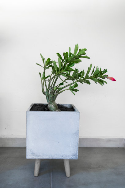 白色的花盆图片下载