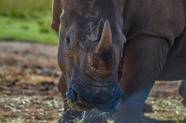 这是南非约翰内斯堡野生动物保护区里一只濒临灭绝的雄性白犀牛的艺术照片图片下载