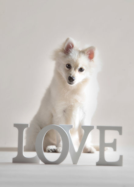 白色的波美拉尼亚的狗图片下载