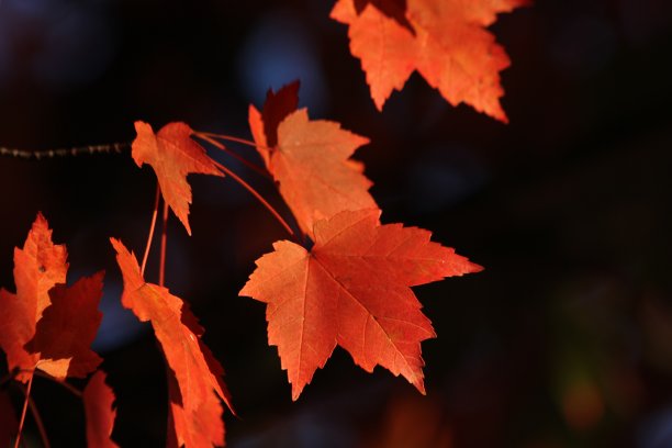 枫叶，橙色和红色，在秋天的库存照片图片下载