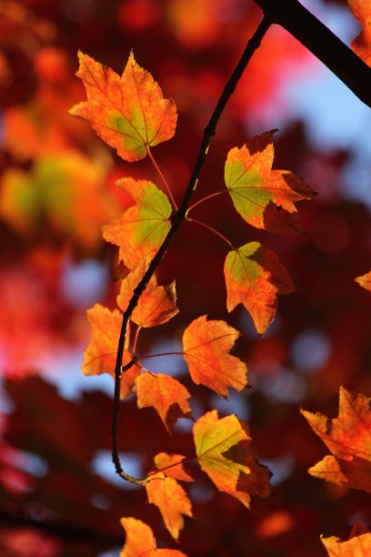 枫叶，橙色和红色，在秋天的库存照片图片下载