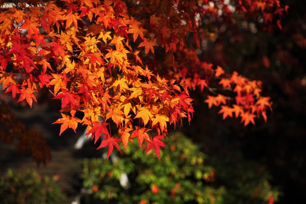 枫叶，橙色和红色，在秋天的库存照片图片下载