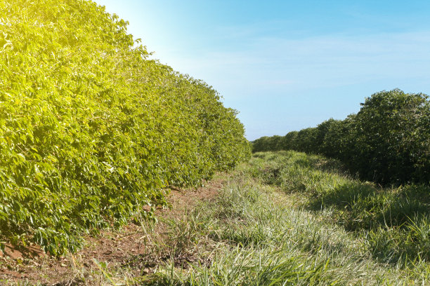 在巴西种植咖啡图片下载