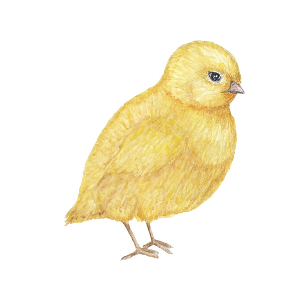水彩手绘黄鸡。彩色复活节鸟在白色的背景。可爱的节日插图与小鸡宝宝。元素为您的设计邀请，海报，卡片，横幅。图片下载