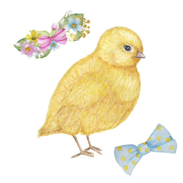 水彩手绘黄鸡。彩色复活节鸟在白色的背景。可爱的节日插图与小鸡宝宝。元素为您的设计邀请，海报，卡片，横幅。图片下载