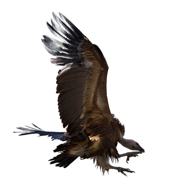 兀鹫在飞行图片下载