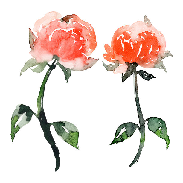 玫瑰插画素材ID：345747582