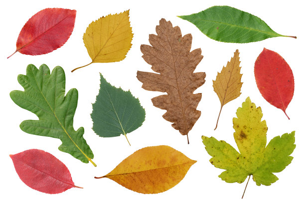 秋天的成分。框架由秋天的枯叶在白色的背景。平铺，俯视图，拷贝空间图片下载