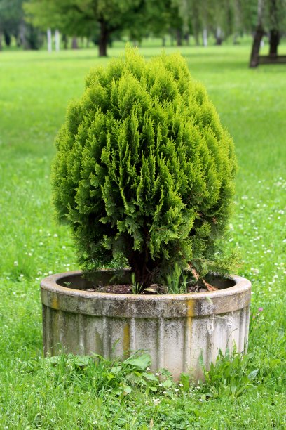 柏树或柏树小常绿乔木，有淡绿色鳞片状叶子，种植在当地公园的装饰石花盆中图片下载