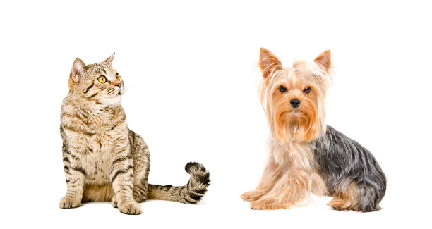 约克郡犬和苏格兰直猫图片下载